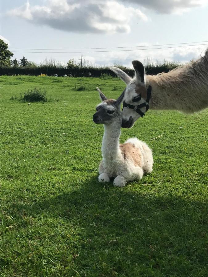 The Beautiful Lazy Llama Shepherd Hut Farm Stay Ballyshannon Esterno foto
