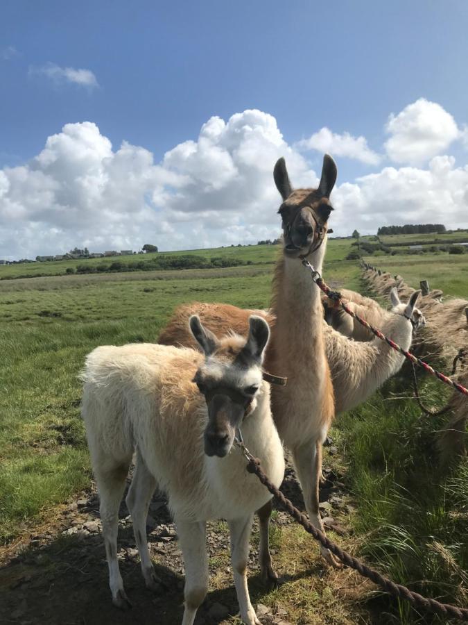 The Beautiful Lazy Llama Shepherd Hut Farm Stay Ballyshannon Esterno foto
