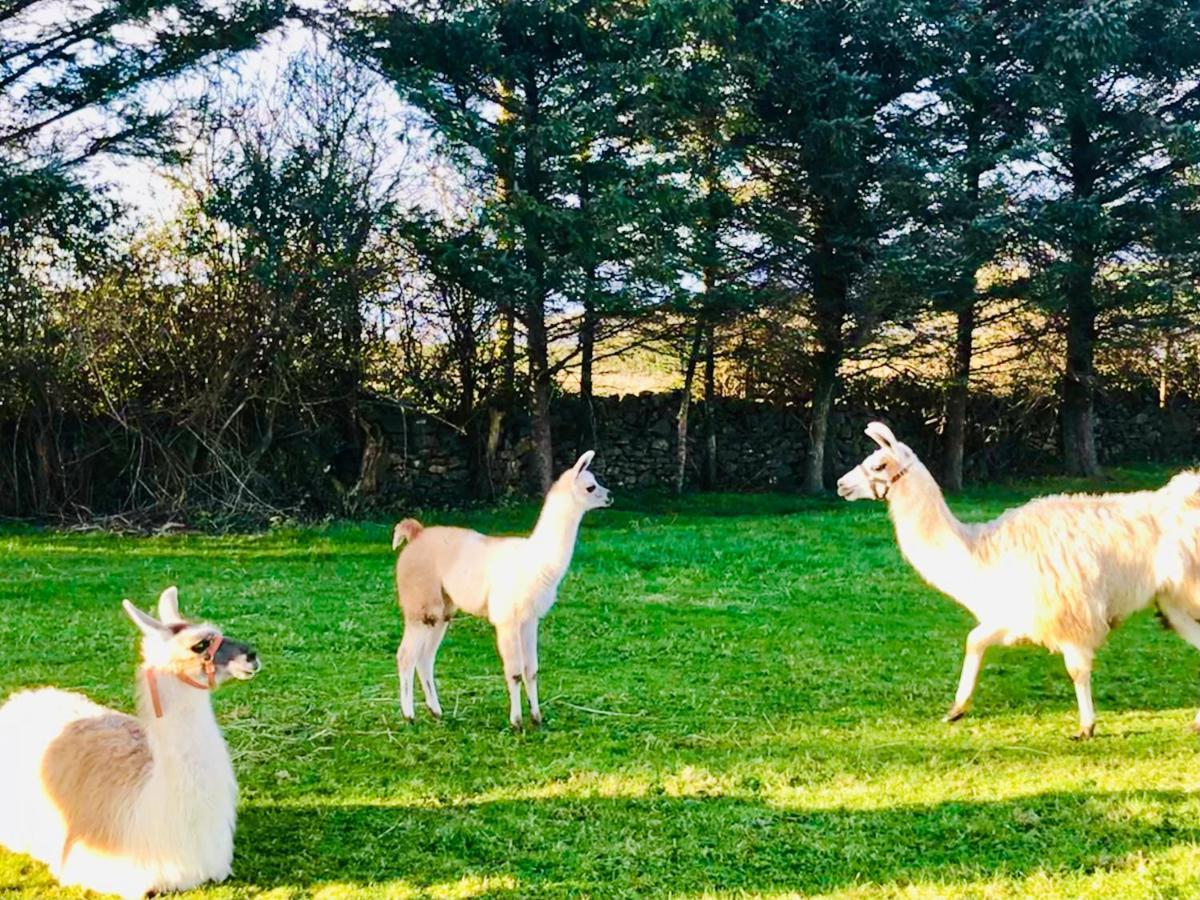 The Beautiful Lazy Llama Shepherd Hut Farm Stay Ballyshannon Esterno foto