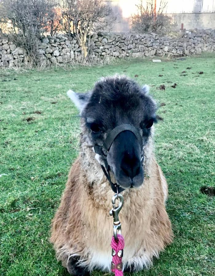 The Beautiful Lazy Llama Shepherd Hut Farm Stay Ballyshannon Esterno foto